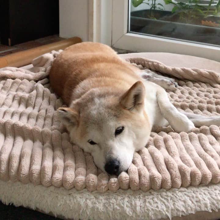 柴犬リリコのインスタグラム