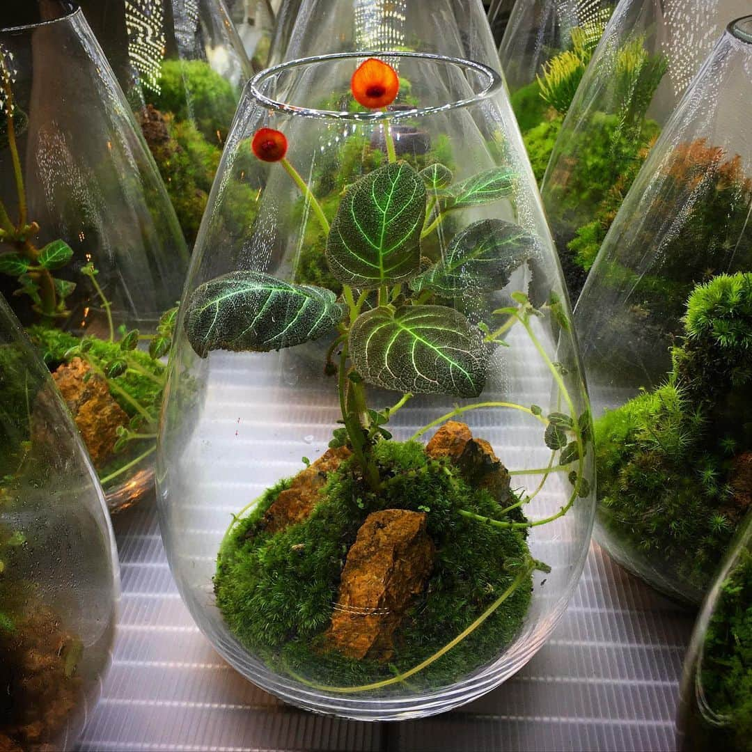 Mosslight-LEDさんのインスタグラム写真 - (Mosslight-LEDInstagram)「#mosslight#モスライト#苔#コケ#mossy#mossa#moss#terrarium #テラリウム#indoorgreen#plants#コケテラリウム#苔テラリウム#mossterrarium#mossarium#照明器具#lightingfixture#コケあかり#LED照明付テラリウム#パルダリウム#paludarium#インドアグリーン#照明デザイン#mosslightled#indoorgreens#インテリアグリーン」5月26日 5時43分 - mosslight1955