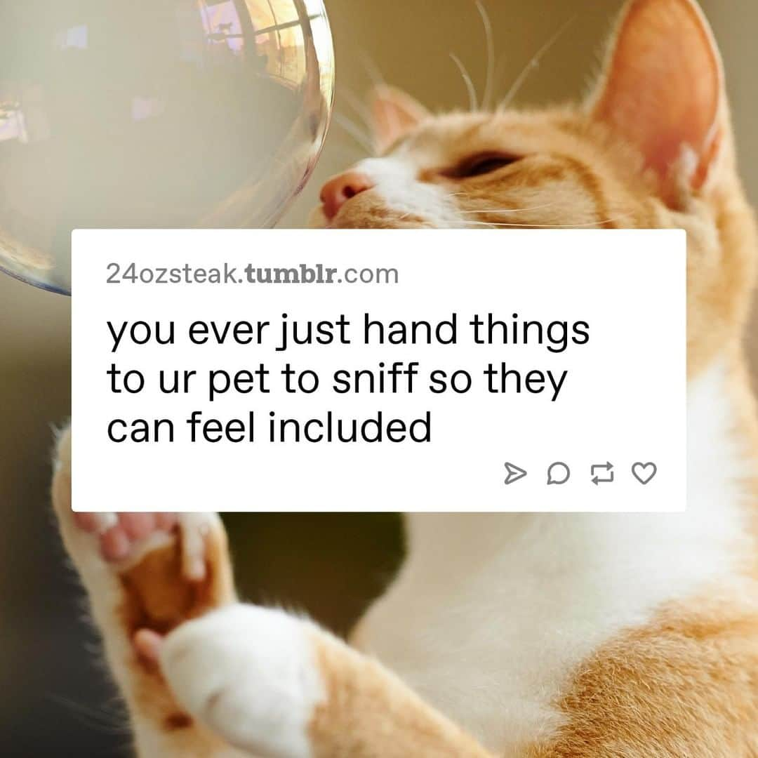 Tumblrさんのインスタグラム写真 - (TumblrInstagram)「Make sure they feel included!⁠ #PetsOfInstagram #PetsAreFamily #Petstagram #PetsOfTumblr」5月26日 4時35分 - tumblr