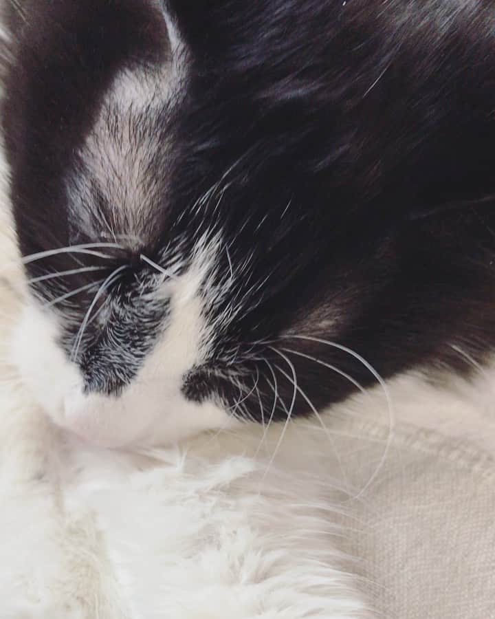 もじゃころのインスタグラム：「本日のばんどぅ君です！ どうぞお納め下さい🙏  #坂東玉隠しシャシャ丸  #ボーダーコリ男」