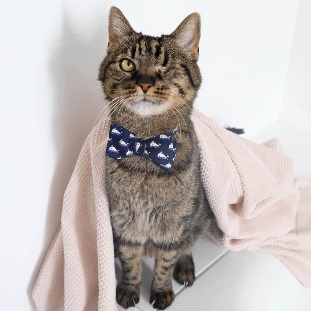 catinberlinさんのインスタグラム写真 - (catinberlinInstagram)「Oh, yes, it’s #TowelDay! 😆💦 www.catinberlin.com」5月25日 20時55分 - catinberlin