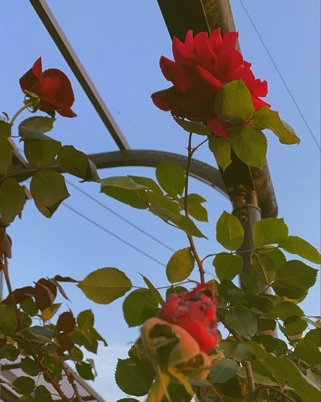 セナのインスタグラム：「🌹」