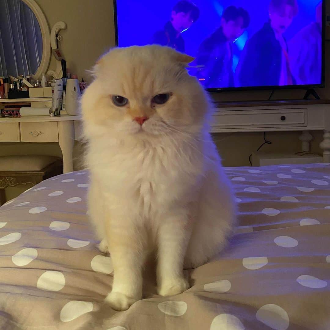 Haruのインスタグラム：「Angry snowball ☃️🤣」