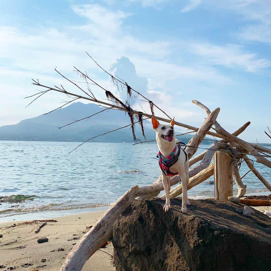 柴犬ハル&保護犬すずのグルメインスタ
