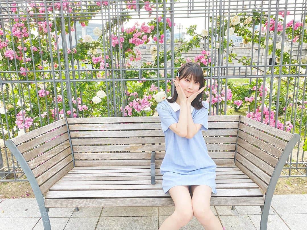 八木沙季のインスタグラム：「🌹🌹 . 今日は中継で中之島公園のバラ園に行きました☺️ めちゃくちゃ綺麗だったな〜🥺💓 久しぶりに外出て気持ちよかった✨ .」