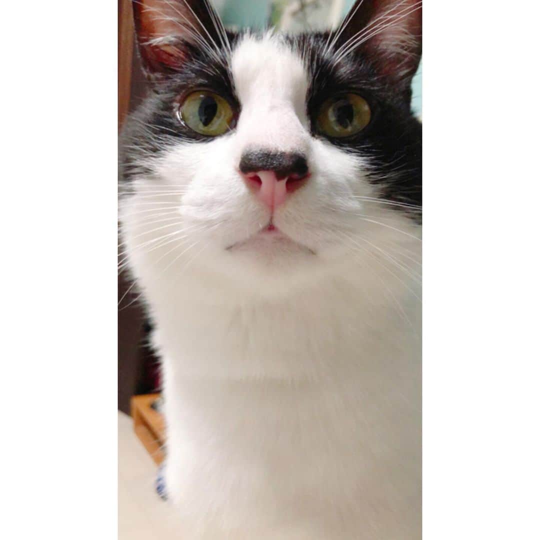 のインスタグラム：「どどんとアップ  #ねこ#猫#cat#猫好き#親バカ#はちわれ#ハチワレ#はちわれ猫#ハチワレ猫#白黒猫部#にゃんすたぐらむ#ilovecat#猫大好き#うちの猫自慢#白黒猫 #我が家のぽんずくん #ちゅーちゅー妖怪」