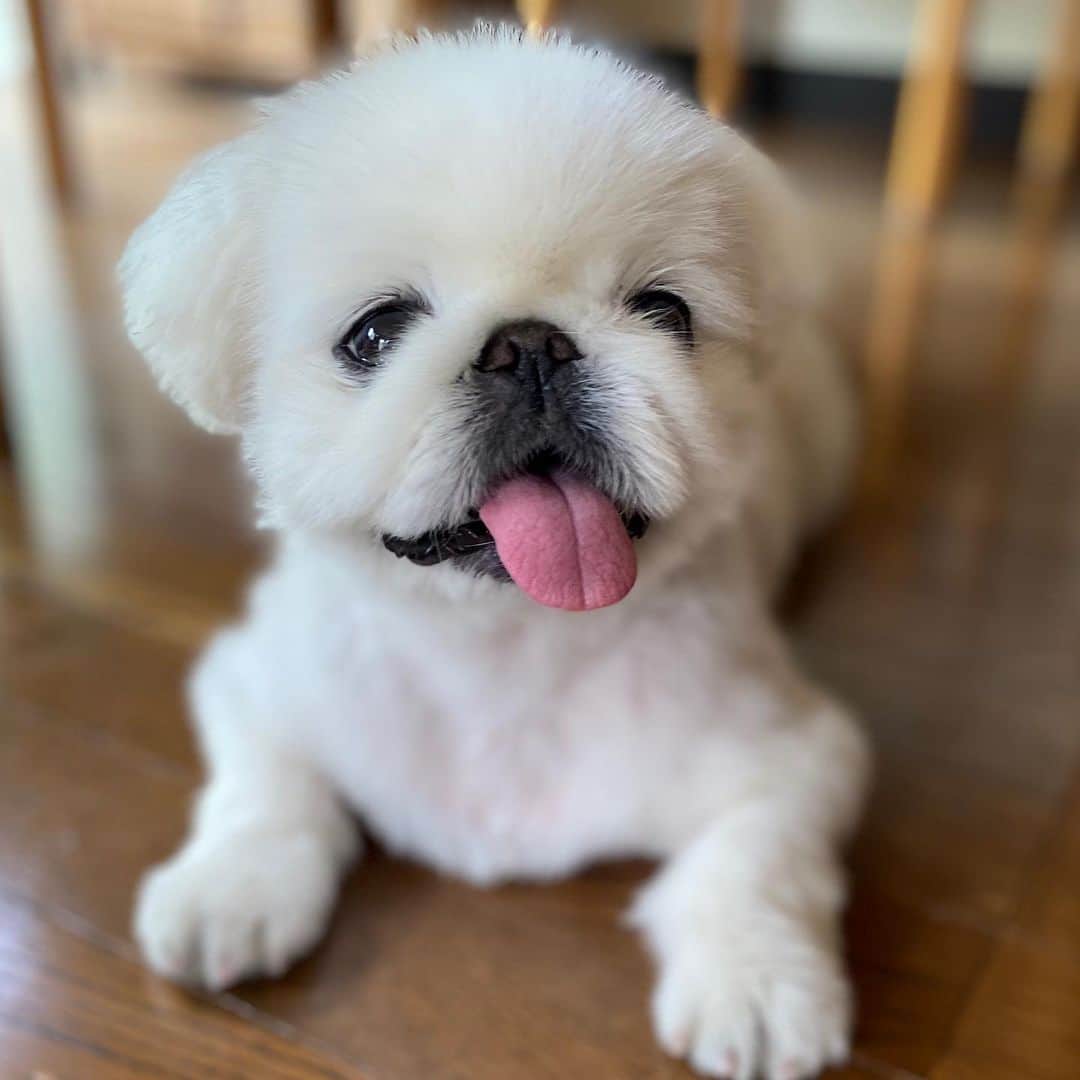 こなつのインスタグラム：「みなさま❤️❤️❤️﻿ 先日はたくさんの暖かいメッセージ﻿ ありがとうございました\( *´•ω•`*)/♡*。﻿ これからも更に女子力UPして🎀 マイペースに﻿こなつの日常を お届けするにーずです﻿🐶💛🐻💚🐼💙﻿ ﻿ こなつより🐶🐾」