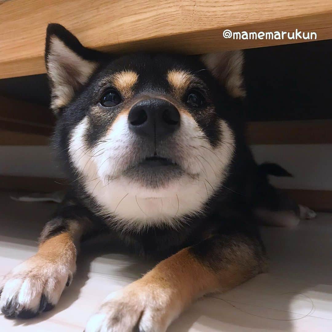 まめ丸のインスタグラム：「* * じーーーーーっ👀✨ ここからパパママのことみてるの🐶💓 * hide and seek🐶💓 * #かくれんぼしてたのに #ぜんぜんみつけてくれないんだもん🐶💦 #ソファの下のまめ丸 シリーズ * #柴犬#豆柴#柴#黒柴#犬#ふわもこ部#いぬのきもち部#shiba#shibainu#shibastagram#shibadog#puppy#instadog#dogstagram#dog#instashiba#petstagram#pet#cutepetclub#강아지#멍스타그램#doglover#ilovemydog#boopthesnoot#まめ丸かくれんぼ」