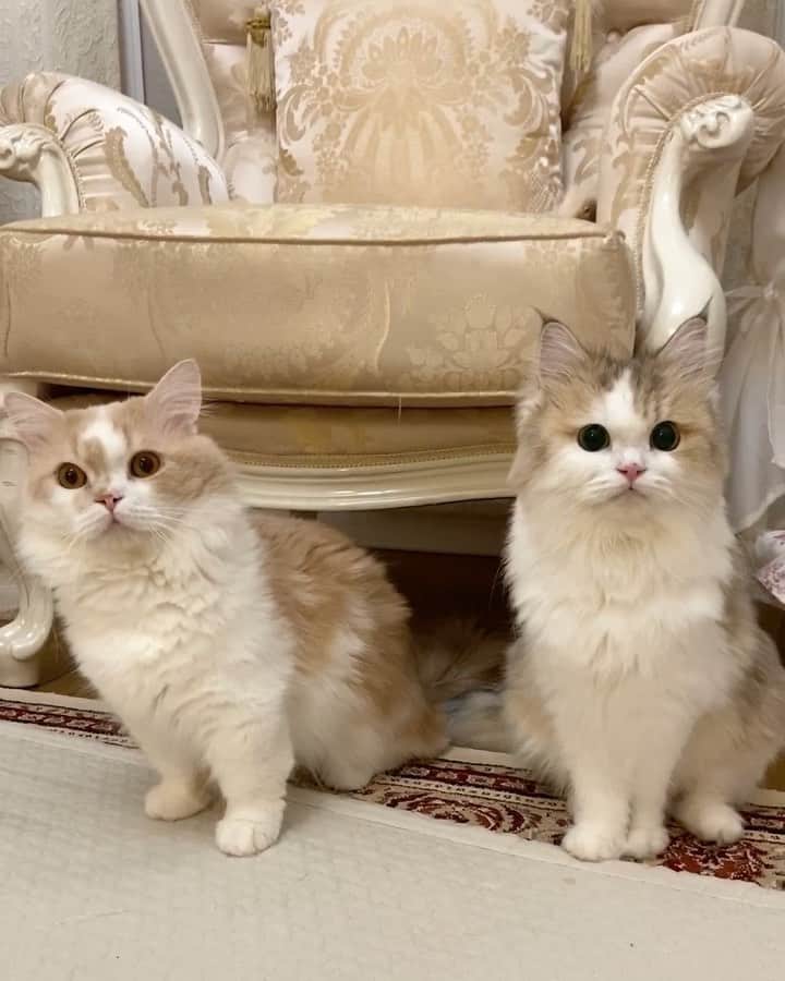 マンチカンのココ王子のインスタグラム：「2階でドタバタ暴れる音に仲良くフリーズ😳 メルちゃん毛玉刈ってからの毛のボリューム復活までもう少し💦  #マンチカン#マンチカン長毛#ペルシャ#cat#catstagram#neko#gato#猫#猫のいる暮らし#猫のいる生活#にゃんすたぐらむ」