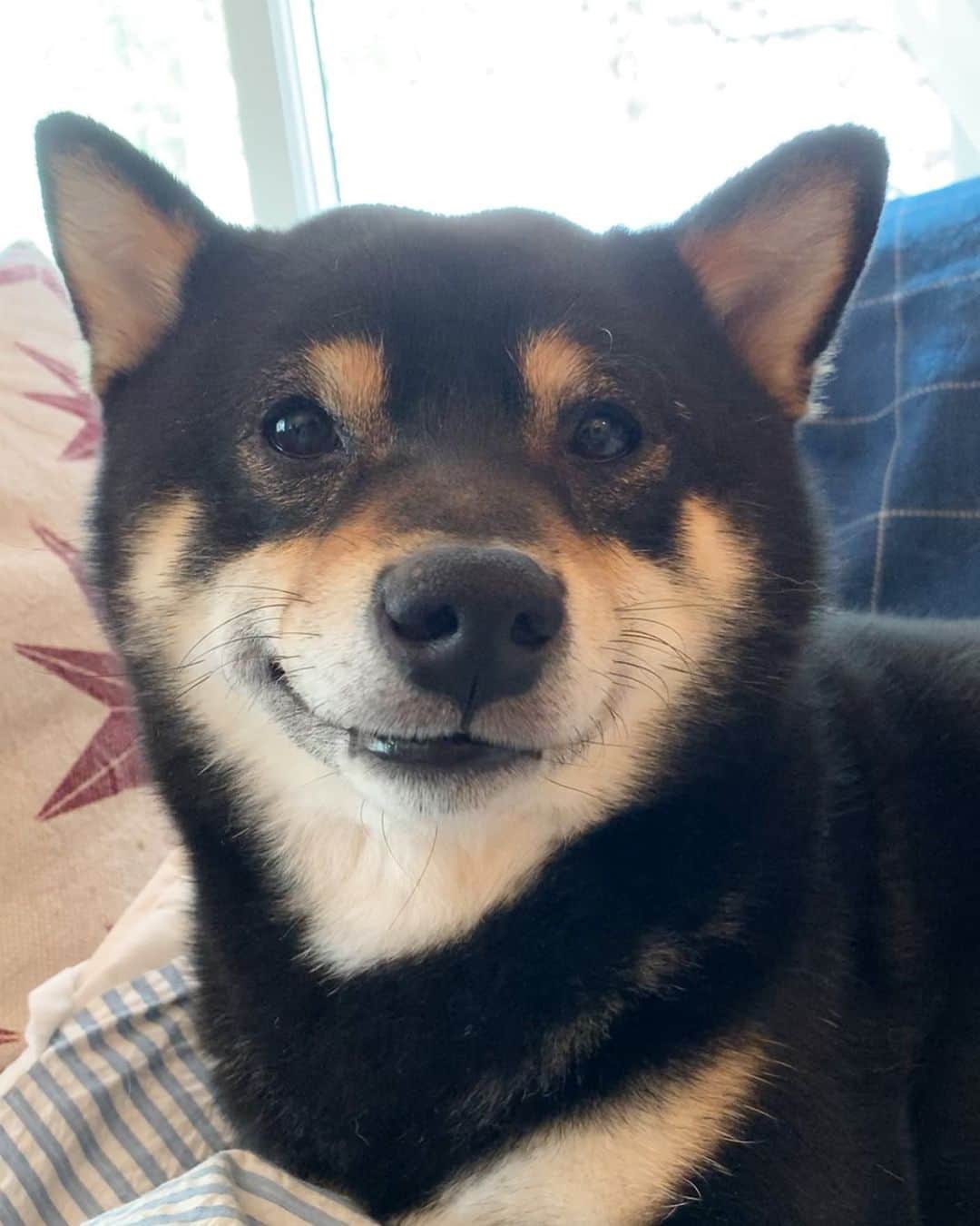 ?Fricko the Shiba Inu?のインスタグラム：「Henlo hoomans!!😆😆 🐾 🐾 🐾 🐾 #Keaton #🐶 #shiba #shibainu #dog #柴犬 #黒柴 #子犬 #shibalovers #shibaholics #dogoftheday #dogslife #weeklyfluff  #dogstagram  #dogscorner #shibapuppy #puppiesofinstagram」