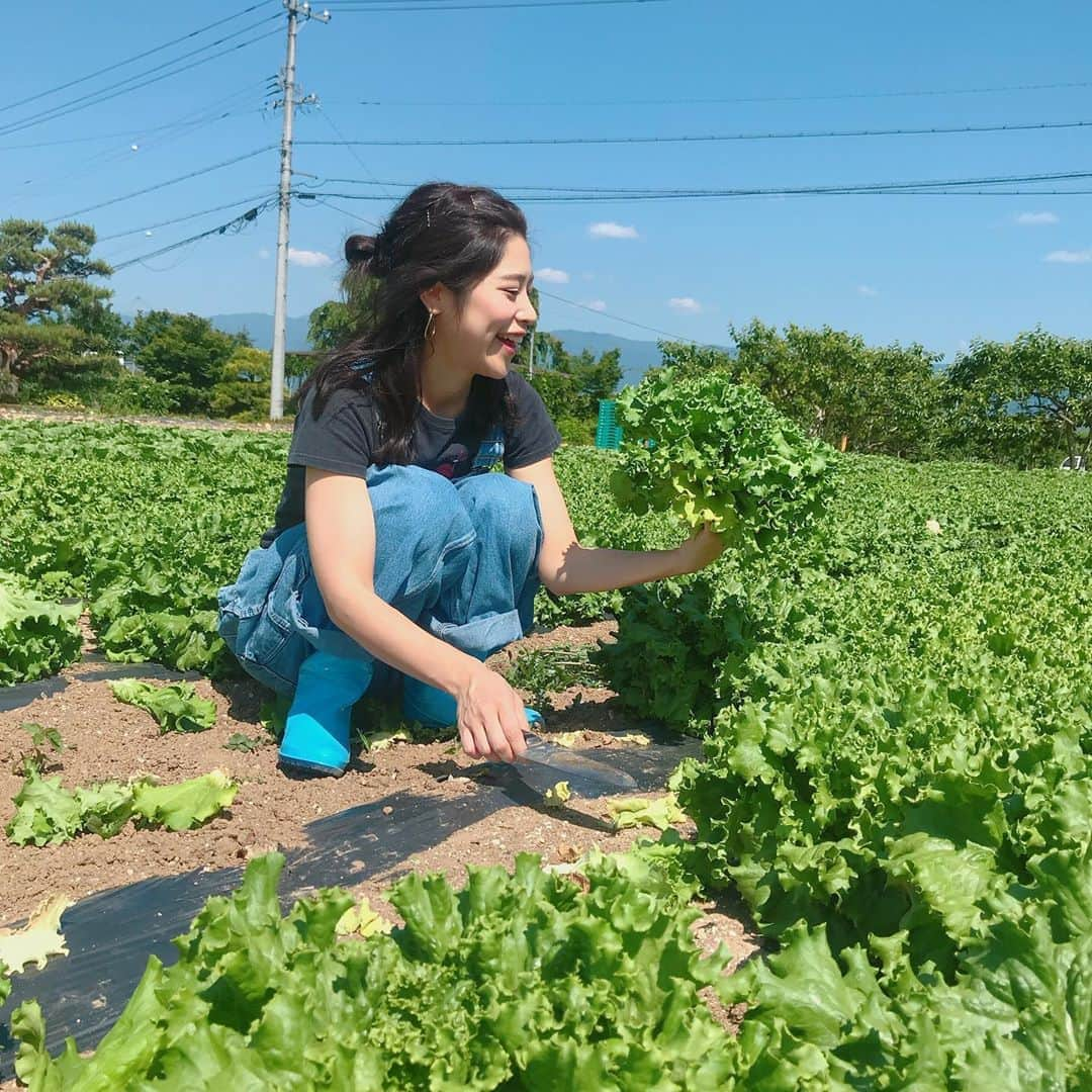 ayumiさんのインスタグラム写真 - (ayumiInstagram)「🥬🥬🥬 もうすぐレタスの時期だね〜🌞 今年も収穫いけるとよいな🥳🌈 #長野#レタス」5月25日 23時30分 - ayupichikitchen