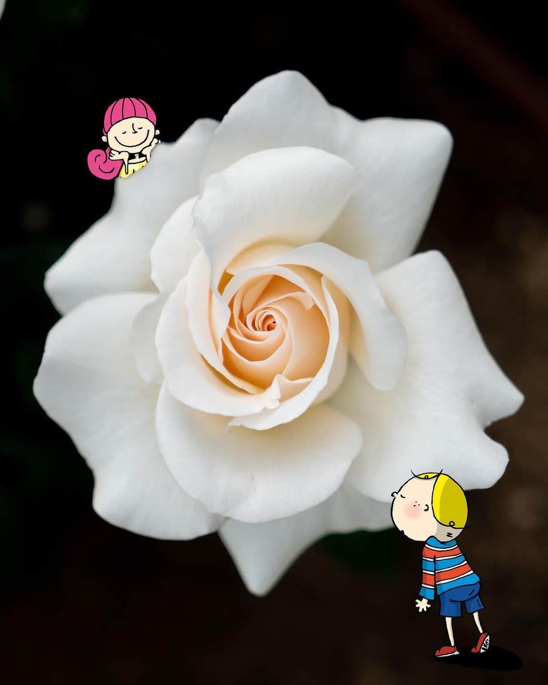 のインスタグラム：「I want to share a rose from Nakanoshima Rose Garden with all those who had plans or would have made plans to visit Osaka this year✨ I hope you are able to make new plans and visit us sometime soon♪  中之島バラ園の満開のバラの写真をお届け✨ 来年はぜひ中之島に咲く華やかなバラたちを観に来てやー♪ ————————————————————— #maido #withOsakaBob #OSAKA #osakatrip #japan #nihon #OsakaJapan #大坂 #오사카 #大阪 #Оsака #Осака #โอซาก้า  #大阪観光 #中之島バラ園　#nakanoshimarosegarden #バラ園 #rosegarden」