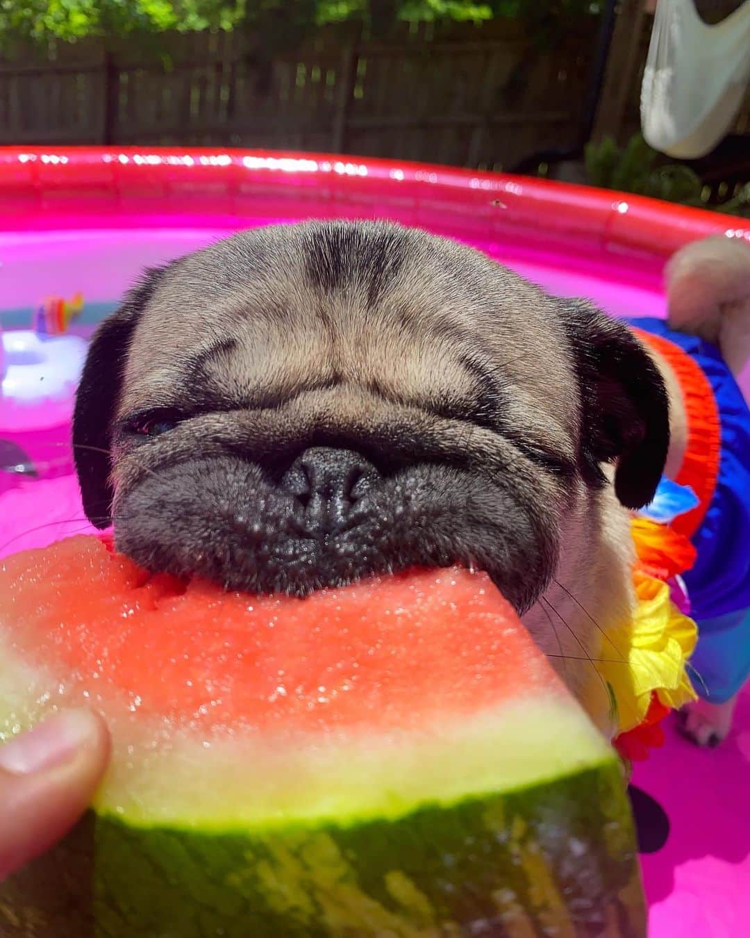 itsdougthepugさんのインスタグラム写真 - (itsdougthepugInstagram)「“Have u ever seen how a pugs face looks when they eat watermelon? Ur welcome” -Doug」5月25日 23時53分 - itsdougthepug