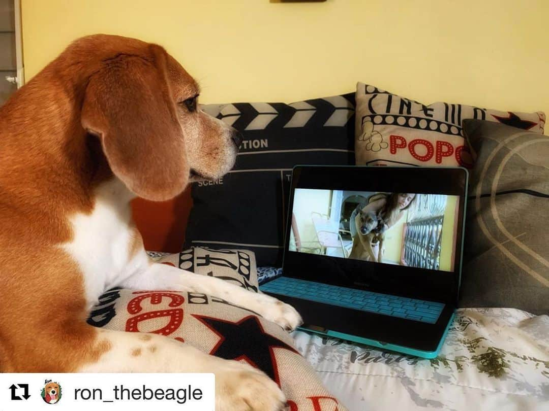 ロゼリン・サンチェスさんのインスタグラム写真 - (ロゼリン・サンチェスInstagram)「Love this!!!! 💕💕💕 #Repost @ron_thebeagle with @get_repost ・・・ Don’t miss the premiere of the Puerto Rican movie "SATOS". Written and directed by my beautiful girlfriend @roselyn_sanchez. Made 💯% in Puerto Rico 🇵🇷 June 4, 2020 9pm @megatvpr  @satosfilm @pawnnectingpr  #ronthebeagle #satosthemovie #satosfilm #adoptasato #megatv #megatvpr #beaglesofinstagram #beagle #beaglelife #puertorico #puertoricofilmmaking」5月25日 23時56分 - roselyn_sanchez