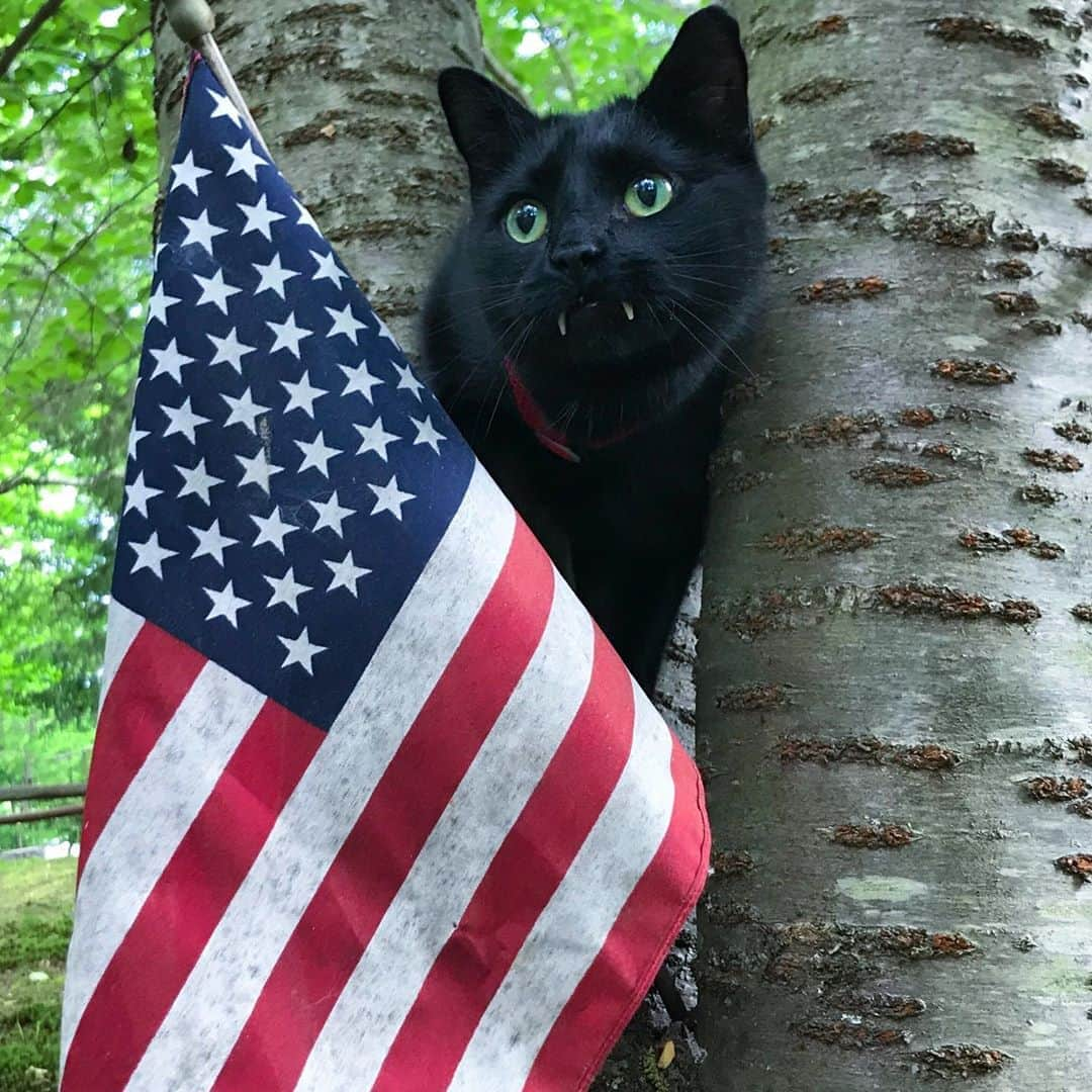 セルジオさんのインスタグラム写真 - (セルジオInstagram)「🇺🇸 #happymemorialday 🇺🇸 . . #inhonorof #memorialday2020 #monkey🐒 #igcats #vampirecat #vampirekitty #catsofinsta #blackcats #blackcatsofinstagram #catslife #teef #9gagcute #catsofinstagram #cats_of_instagram #meowed #buzzfeedcats #ellenratemycat #catstercats #petco #cutecatsofinstagram #myfurbaby #igkitty #boop #teefies #catsonleashes #catexplorer #islandstrong #catmomlife #rescuecats」5月26日 0時17分 - monkandbean