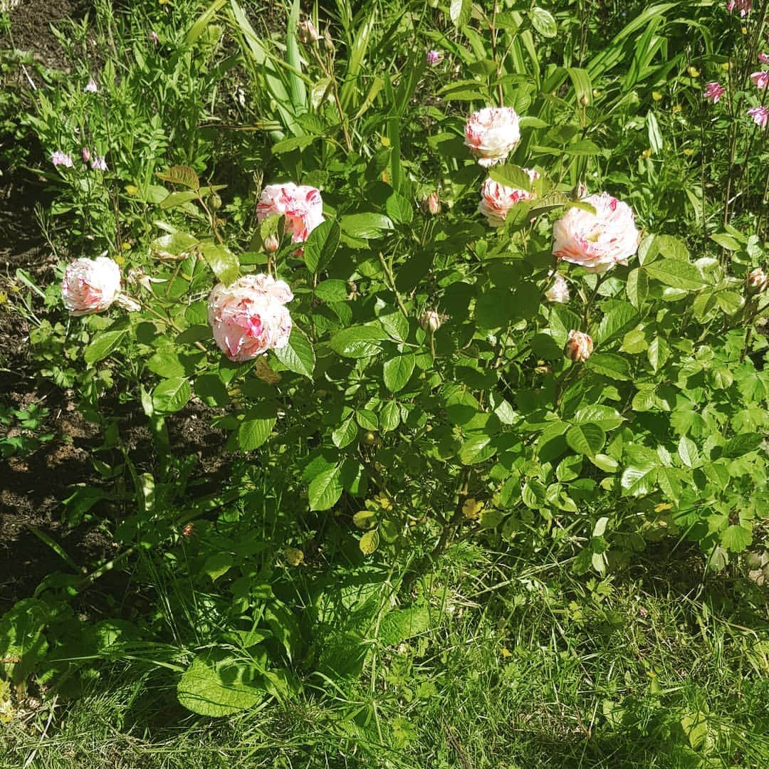 ハナキムラファンのインスタグラム：「I wanted to take a photo of a hydrangea for #FlowersForHana but none of mine are in bloom yet. I thought this pink and white rose would be appropriate instead.」