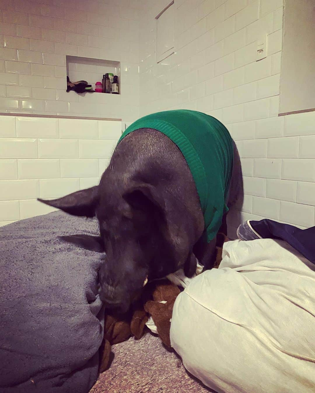 Jamonさんのインスタグラム写真 - (JamonInstagram)「Mom, I saw when @nerothepig starting to “helping” you with the cleaning. But I think something exploded! Don’t get mad, pls? 🙄  #helpingright #jamonthepig #pig #pigs #pet #pets #pigsaspets #pigsaspetsnotfood #friendsnotfood #meatfreemonday #uauhdogs」5月26日 0時49分 - jamonthepig