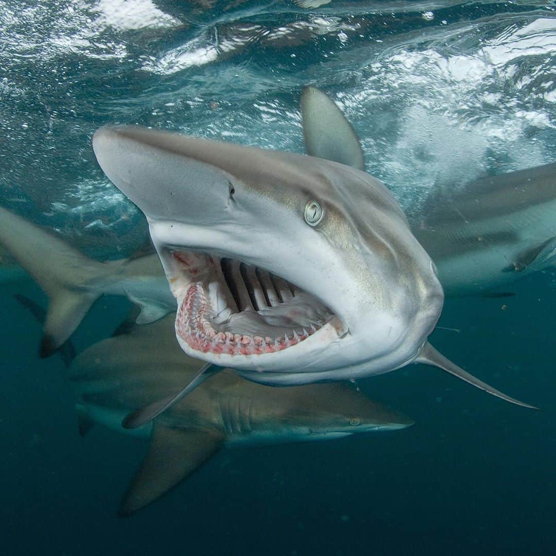 のインスタグラム：「Sharks are a lifelong passion and one of my favorite photographic subjects, so I am excited to announce that I will be returning to the @saveourseasfoundation as its Director of Storytelling. My work as a National Geographic Photographer and NGS Explorer/Fellow will continue unchanged alongside this new role. Over the years I have been fortunate enough to mentor many talented photographers and as Director of Storytelling I will be able to continue this on a larger and more impactful scale. My key goal is to create new and exciting opportunities for emerging ocean storytellers, building on from the very popular Marine Conservation Photography Grants that we ran in 2014 and 2016. We want to continue to support the next generation of photographers and visual artists passionate about marine conservation and storytelling. The Save our Seas Foundation already has a stellar reputation for funding the most innovative shark and ray science, and my goal is to weave in equal levels of excellence in conservation storytelling. Follow @saveourseasfoundation and watch this space for more details.」