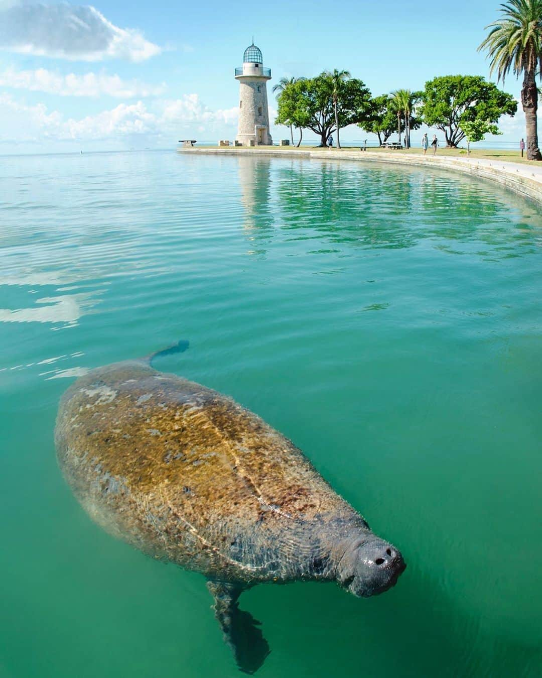 Visit The USAさんのインスタグラム写真 - (Visit The USAInstagram)「“I had the honor of spending about 20 minutes with this beautiful wild manatee. He followed me across the island and sat with me on the shoreline.” - @itssaadamer. 🌊  Have you ever seen these magnificent animals before? 📷: @itssaadamer #VisitTheUSA #TogetherInTravel」5月26日 1時00分 - visittheusa