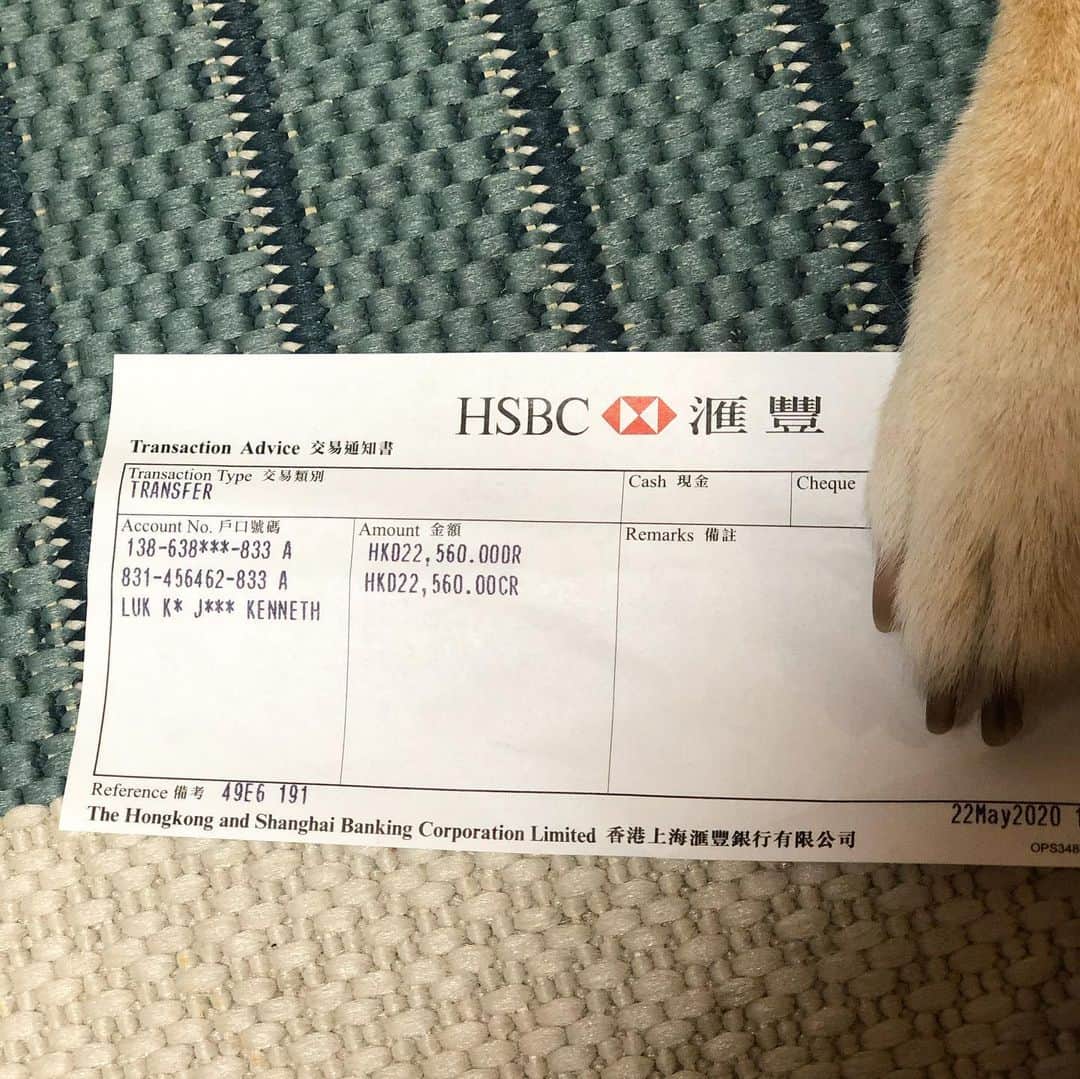 Balltze My name is Ballさんのインスタグラム写真 - (Balltze My name is BallInstagram)「All the money earned from t-shirt has been donated to @hk_paws_guardian thank you once again for the long support to Ball, it’s time to share the love to some stray doges which they desperately need more love than Balltze. Meanwhile the Economy Air international are reopen for Finland, Mexico, and Thailand, those will be send out tomorrow, once again please be patient to wait for the merch 🙏🏻 #Fat96 #nomnomnomclub #Balltze」5月26日 1時09分 - balltze