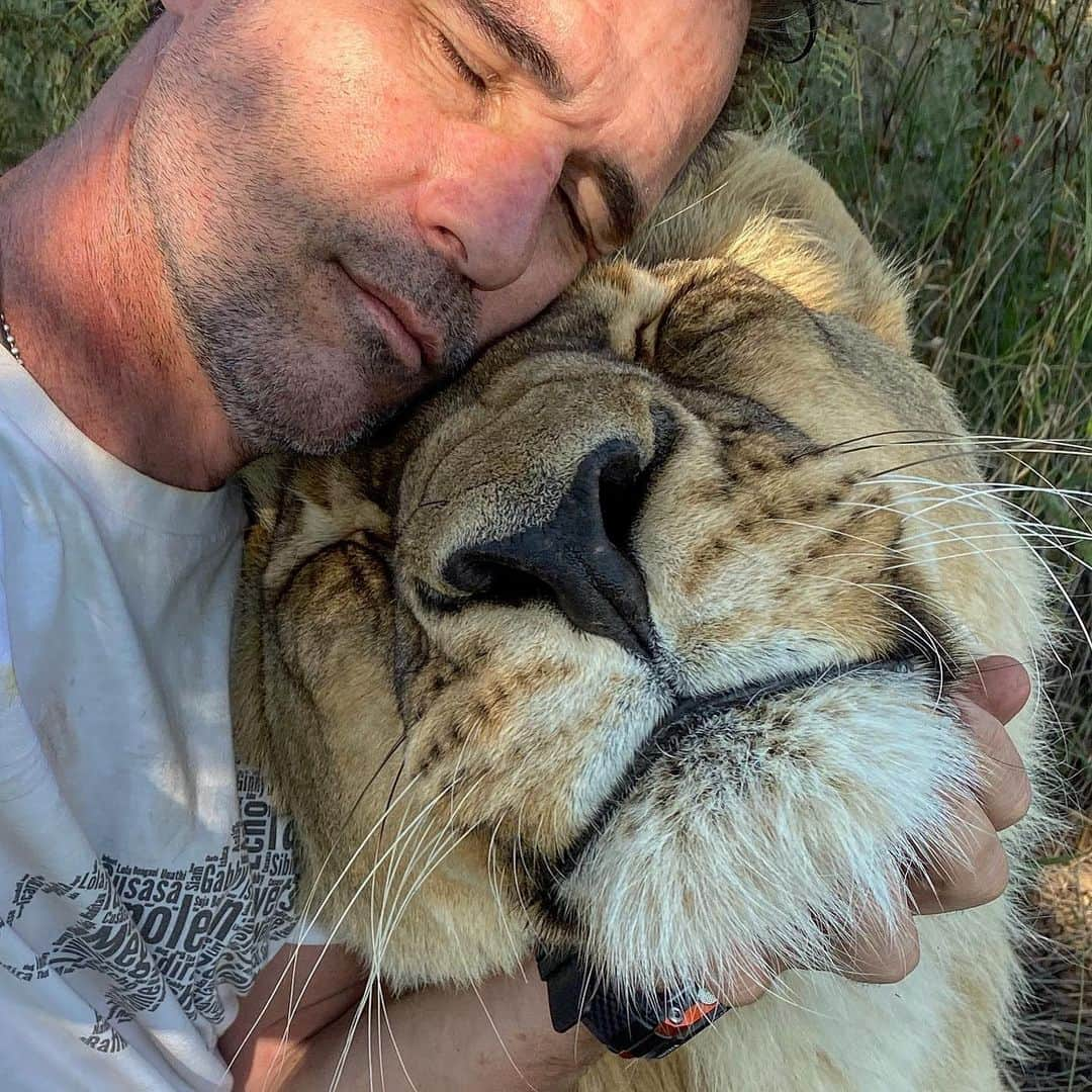 Kevin Richardson LionWhisperer さんのインスタグラム写真 - (Kevin Richardson LionWhisperer Instagram)「That face says it all! That’s one happy Meg Lion. I bet I’m not alone finding myself talking more and more to the animals. Lockdown will do this to you! Wishing you all a wonderful week ahead! #lockdown #lockdownlife #lockdown2020 #lockdownblues #askmeg #meglion #enoughisenough #newnormal #newnormal2020」5月26日 1時20分 - lionwhisperersa