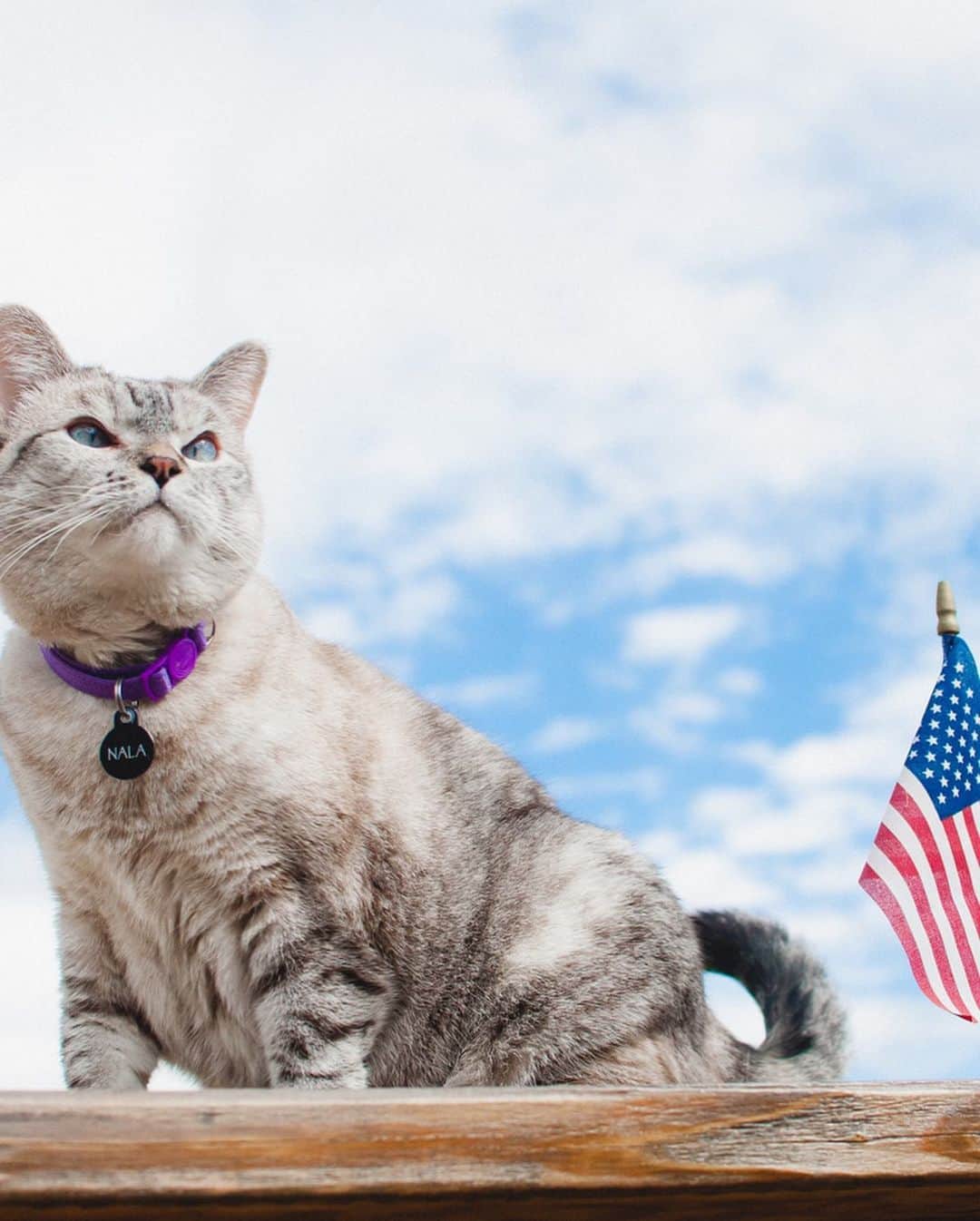 nala_catさんのインスタグラム写真 - (nala_catInstagram)「Celebrate, honor, remember ❤️ Thank you 🇺🇸 #memorialday」5月26日 1時58分 - nala_cat