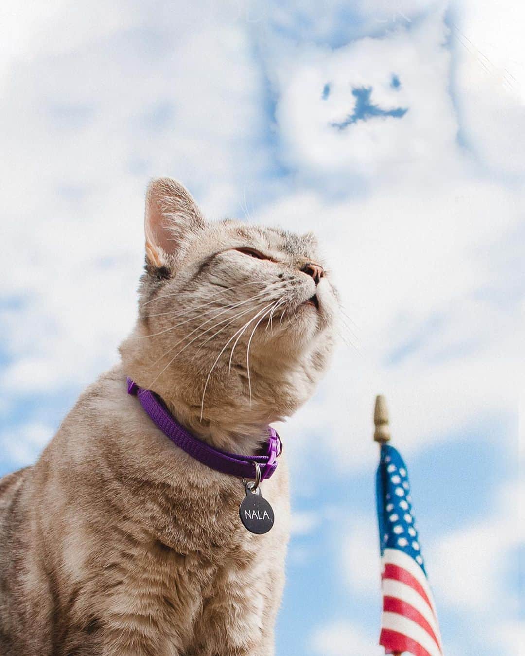 nala_catさんのインスタグラム写真 - (nala_catInstagram)「Celebrate, honor, remember ❤️ Thank you 🇺🇸 #memorialday」5月26日 1時58分 - nala_cat