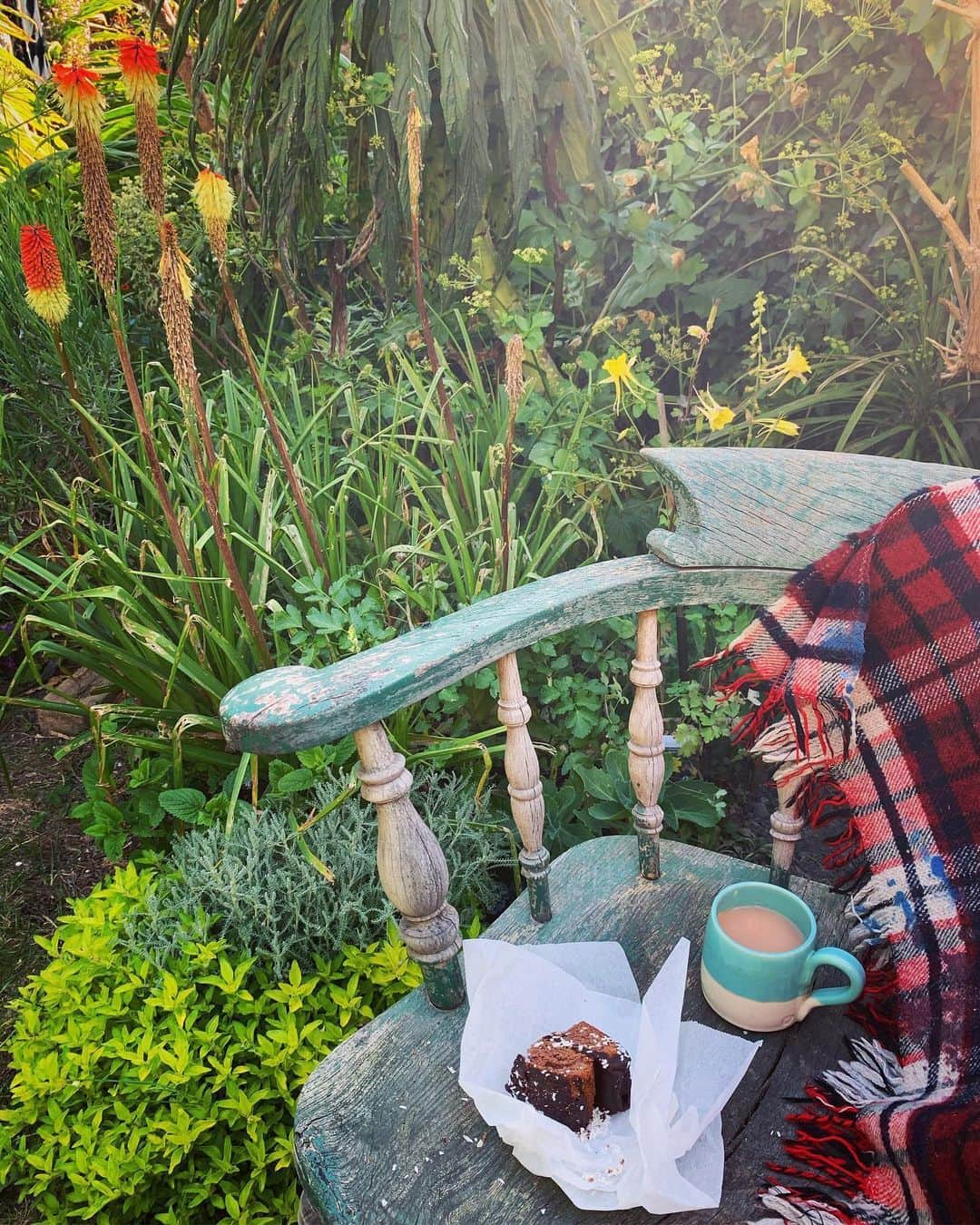 Tea and sittingのインスタグラム：「...After listening to a depressingly calm Dominic Cummings refusing to apologise over and over again, it was such a welcome surprise to receive a piece of cake and yellow #aquilegia on my doorstep from @peggy_poppleton and @godsofrrr ! Thank you SOOO much!!! 🍰✨🌿」