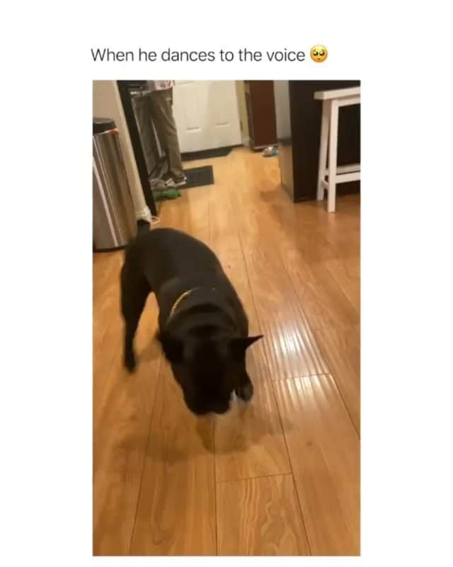 Funny Postsのインスタグラム：「••••••••••• 😂 The type of dog I need in my life 💬 Video by: @baila.jack 🎥 Double tap for more videos!」