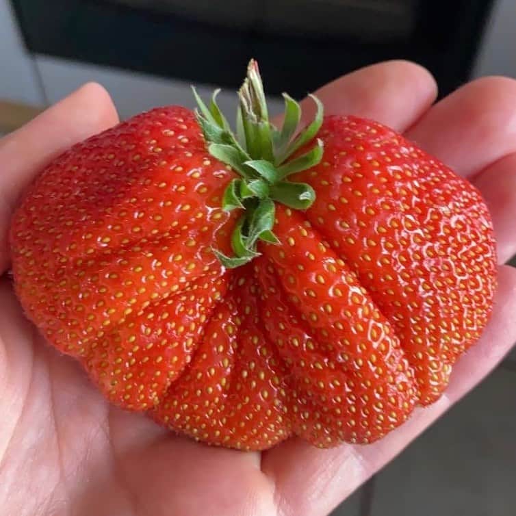 uglyfruitandvegさんのインスタグラム写真 - (uglyfruitandvegInstagram)「Now THAT’S a strawberry! 🍓💥 Twitter Pic by @lynsey_RD」5月26日 3時25分 - uglyfruitandveg
