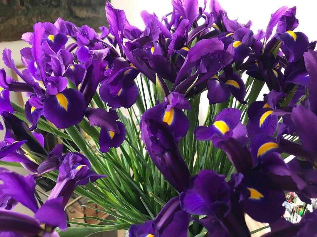 アレクシマビーユさんのインスタグラム写真 - (アレクシマビーユInstagram)「Flowers of the week #irises #iris #blueiris @alexismabille #homesweethome #color #violet #electric #yellow #smell #magnificent #likeabird #alexismabille #flowertherapy #flowerbouquet #colorfull」5月26日 3時49分 - alexismabille