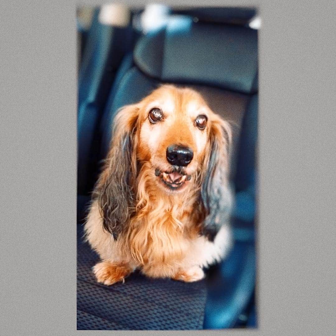 火口秀幸のインスタグラム：「たった今　2020年　5月26日 深夜　1時25分 愛犬タルトは　息をひきとりました。  思えば 最初に出逢ったのは　嫁の実家 結婚の話の為　お父さん　お兄さんに ご挨拶の為　北海道へ。  元々　札幌のどさんこで　嫁家族と暮らし もう1匹　同居の犬　リボンちゃん（女の子）には 頭をかじられたり　（笑） いじめられながら　耐え抜いて 生きていた男の子。  札幌の実家での　第一印象 よく、覚えてるのは　 私は　タルトに　何故か　凄くなつかれ　 身体を　ピタっと付けてきて　 めちゃくちゃ気に入られましてね。  その後、結婚の流れから ついには、たったひとり、1匹？で 飛行機に乗せられ　上京。  うちには　ベビ君という独りっ子犬が居たので 次男坊として、我が家へ。 波乱万丈の人生、犬生？（笑）  まぁ、よく吠える犬で そのくせ、もの凄い甘ったれ  小さい頃は、亡くなった嫁の母と くっついて離れない、寝る時も　どんな時も ずっとピタっと横に居る、 そんな性格で、人懐っこいタルト君でした。  東京に来てからの生活は ベビと二人三脚、まるで兄弟の様に。  どちらか　1匹が、病院などに行って 居ないだけでも、もう1匹はソワソワして、 落ち着かず、いつからか とにもかくにも　お互いにとって 2匹で一緒って感じの なくてはならない存在でした。  17年も　生きてくれて 大往生  最期は　調子が悪くなってから 2日程で　直ぐに　ダメになってしまったから 全く　心の整理はつかないけど、  沢山　幸せをくれて 安らぎをくれて、どんな時も 癒してくれて　僕ら人間を　ずっと 救ってくれた事、感謝してやみません。  晩年は　ずっと　うちのお袋が 面倒を見てくれて　お袋に感謝です  一緒に生きてきた時間 過ごしたシーンのひとつひとつ、 その性格、声、しぐさ　目　匂い、 人懐っこくて　しつこいぐらい愛らしくて  その全てを　もう感じられない、 一緒に居られない、と思うと やりきれる心は、持ち合わせられないけど、  長生きしてくれて きっと、幸せだったと思う、  そう思って　17年の大往生に 拍手を送りたいです。  最期もお会い出来ない コロナウィルスで、亡くなられた方々の 御家族のお辛い状況を思うと、  最期も看取り、おくる事が出来た幸せを 感謝します。  今夜は　小さい頃　ずっと一緒に居た 亡くなった嫁のお母さんと寝てます。  また、天国ではずっと一緒に居られるしね。  癌告知を受けてる長男のべび君のが、 長生きで、一生とはわからないものです。  うちの家業も　現在　大変な事から クラウドファンディング というものに 挑戦させて　頂いてますが、  不思議なもので、 その初日を見届けるように、逝きました。  ありがとうね　タルト  一緒に生きられて　楽しかった　幸せだったよ また、いつか逢える日までね。  向こうでも　お菓子食べすぎないようにね  おやすみね　タルト　 ありがとう」
