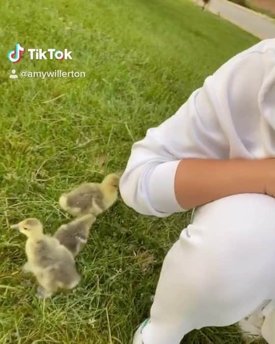 エイミー・ウィラートンのインスタグラム：「#Running from the #kids 🏃‍♀️ #geese」