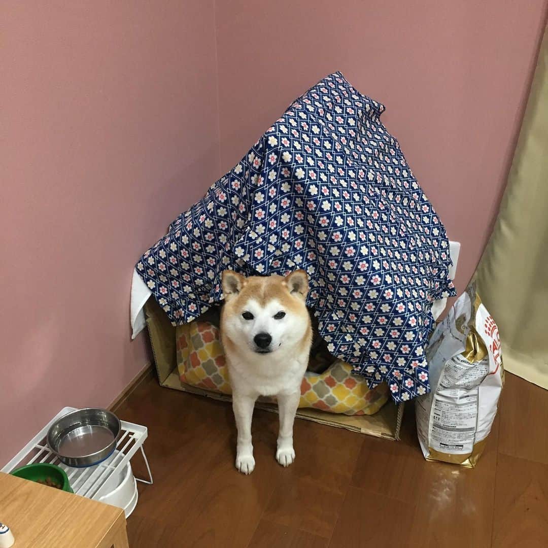 のインスタグラム：「帰省 🏠🌼」
