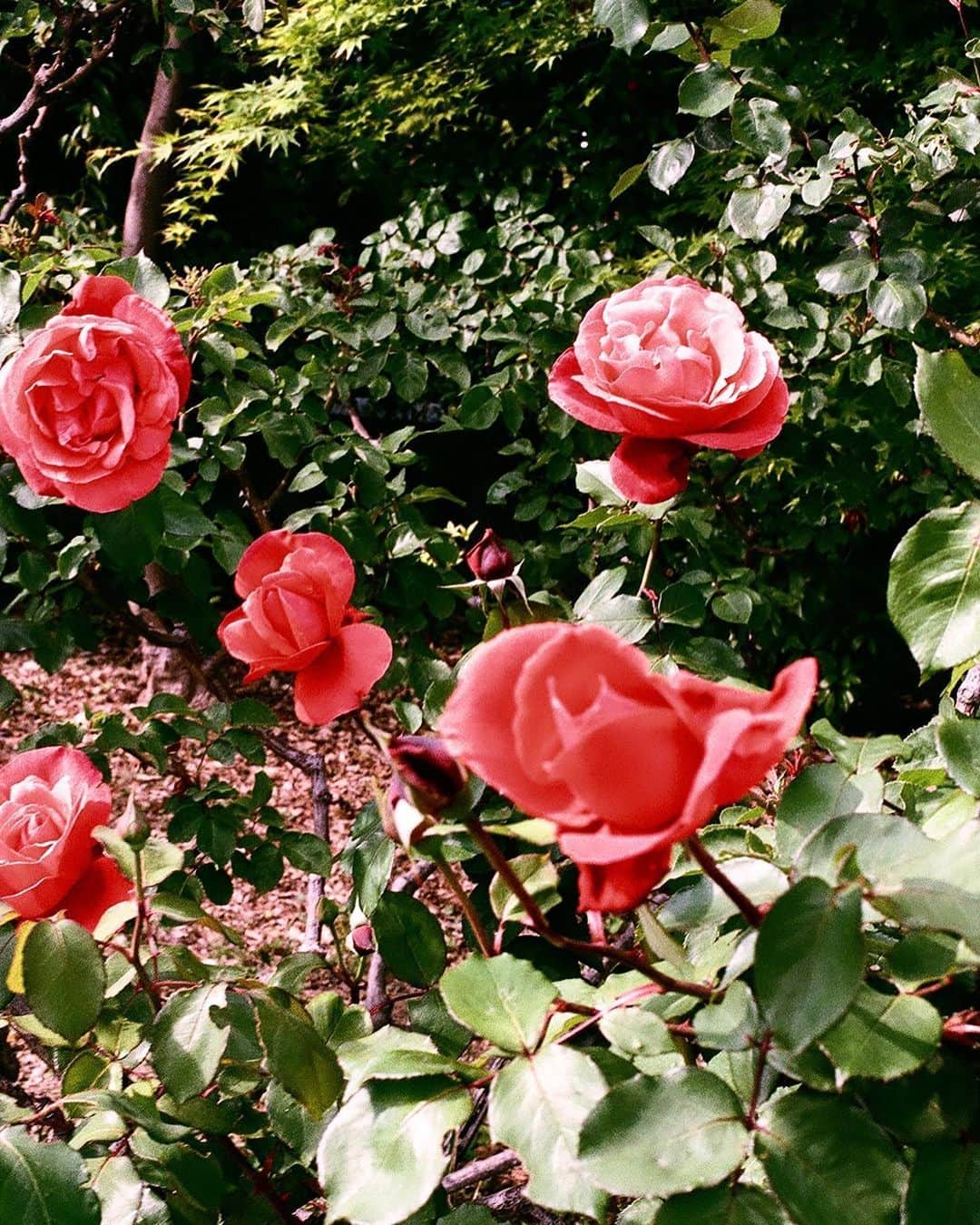 Rie fuさんのインスタグラム写真 - (Rie fuInstagram)「Tokyo’s Secret garden🌹 #rose #garden #urban #landscape #filmphotography #nikon」5月26日 14時04分 - riefuofficial
