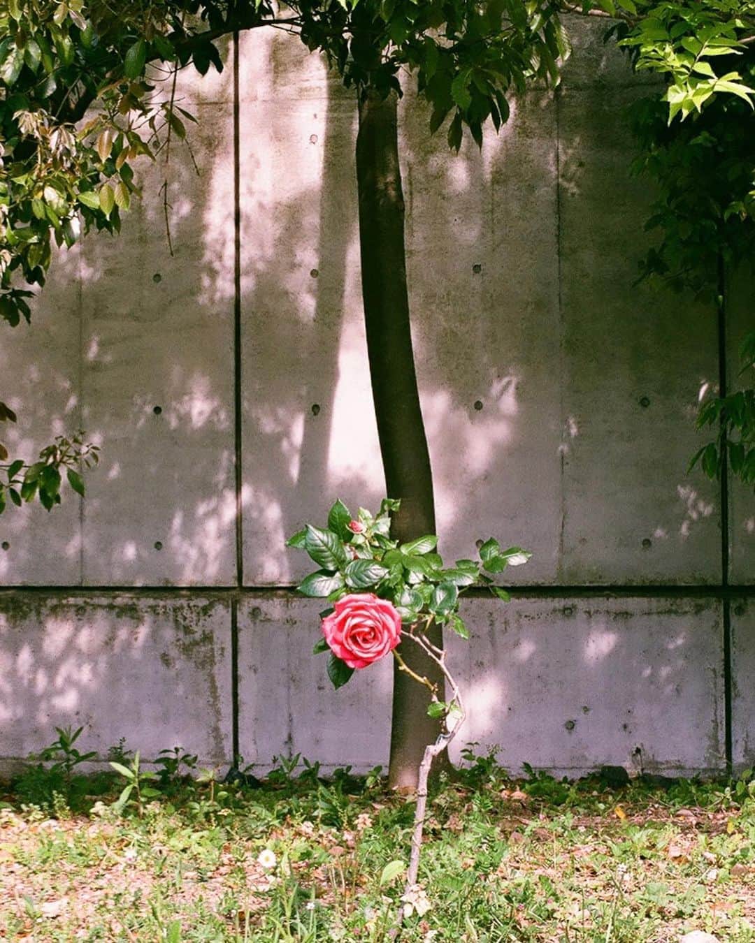 Rie fuさんのインスタグラム写真 - (Rie fuInstagram)「Tokyo’s Secret garden🌹 #rose #garden #urban #landscape #filmphotography #nikon」5月26日 14時04分 - riefuofficial