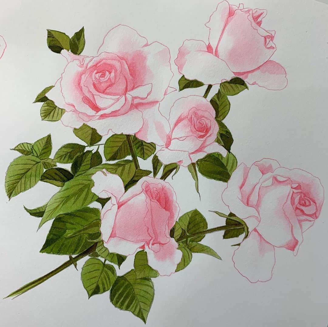 上田倫子のインスタグラム：「先日タイムアップした製作途中のバラの花。デザイナーさんがレイアウト用に使うため一旦入稿してもらい、今日返却してもらい色を塗り出して再び提出します。 バラの花の印影を少し足して、茎や葉っぱを塗り直しました。 あー、ギリギリはダメー！」