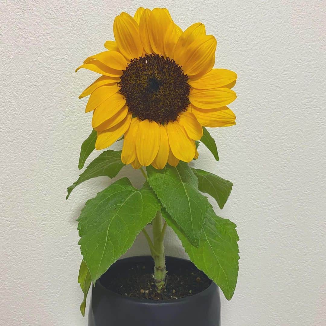 木下彩音さんのインスタグラム写真 - (木下彩音Instagram)「花屋さんで素敵なひまわりを発見🌻  一目惚れして買っちゃいました♡ 植物があると癒されますね☺︎」5月26日 14時17分 - ayane.kinoshita