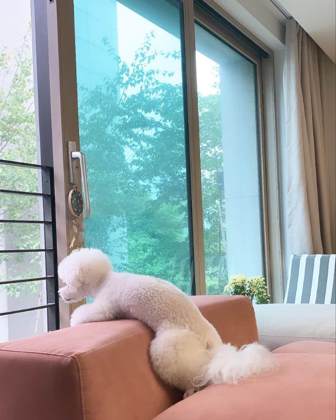 ボラさんのインスタグラム写真 - (ボラInstagram)「포랑 설이🐶🐶 포는 저 자세를 좋아해요🤭 으 너무 귀여워☺️」5月26日 14時30分 - borabora_sugar