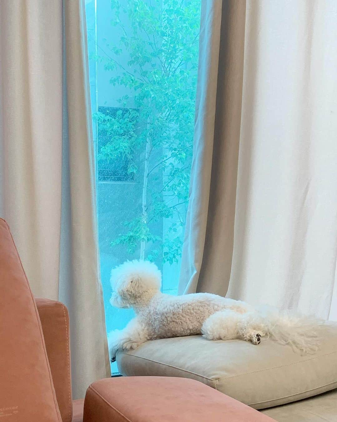 ボラさんのインスタグラム写真 - (ボラInstagram)「포랑 설이🐶🐶 포는 저 자세를 좋아해요🤭 으 너무 귀여워☺️」5月26日 14時30分 - borabora_sugar