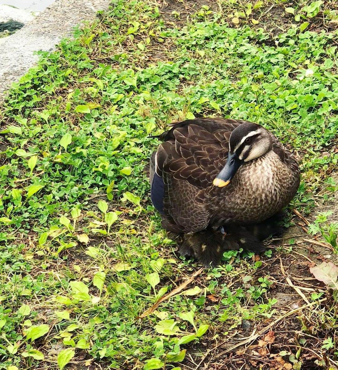 しなしさとこさんのインスタグラム写真 - (しなしさとこInstagram)「. . 雨が降る前にさくら お嬢と長めの散歩🌸 🐕🚶🚶‍♀️紫陽花が咲 き始めました。鴨ママ のお腹の下にコガモ🦆 . . しなしさとこ #satokoshinashi #格闘技 #女子格闘技 #ジョシカク#黒シュナ #giantschnauzer #ジャイアントシュナウザー #シュナウザー #schnauzerworld #1歳犬 #シュナスタグラム #こがも #鴨 #紫陽花 #梅雨」5月26日 14時31分 - shinashisatoko