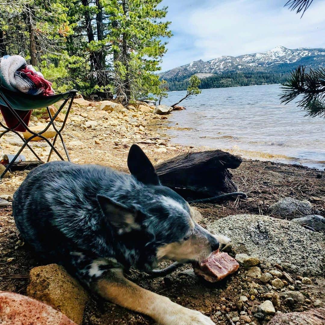 Dogs by Ginaのインスタグラム：「Weekend vibes 🙌🏼🐾」