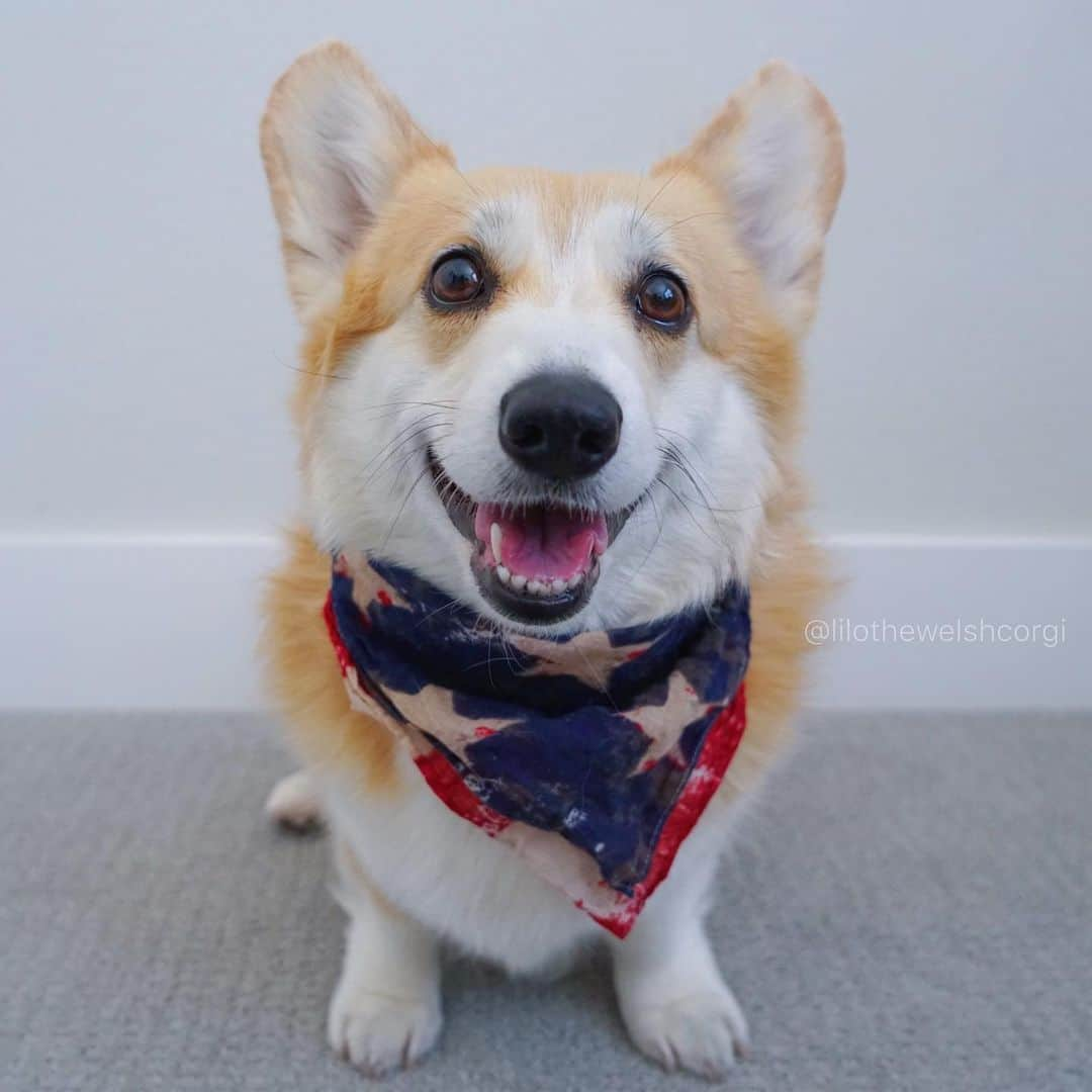 Liloさんのインスタグラム写真 - (LiloInstagram)「Happy Memorial day hope everypawdy is having a great weekend! Let’s honor & remember the fallen heroes 🇺🇸」5月26日 7時30分 - lilothewelshcorgi