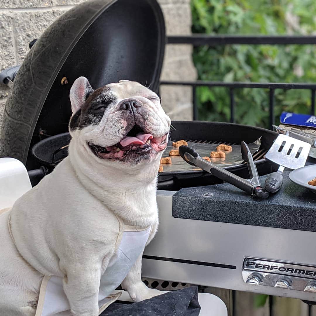 Manny The Frenchieのインスタグラム：「Grilling up some of my Halo Pets snacks for the holiday. Hope everyone had a safe and happy memorial day weekend. I'm grateful for all that sacrificed for us and our safety. 🇺🇸 #MDW」