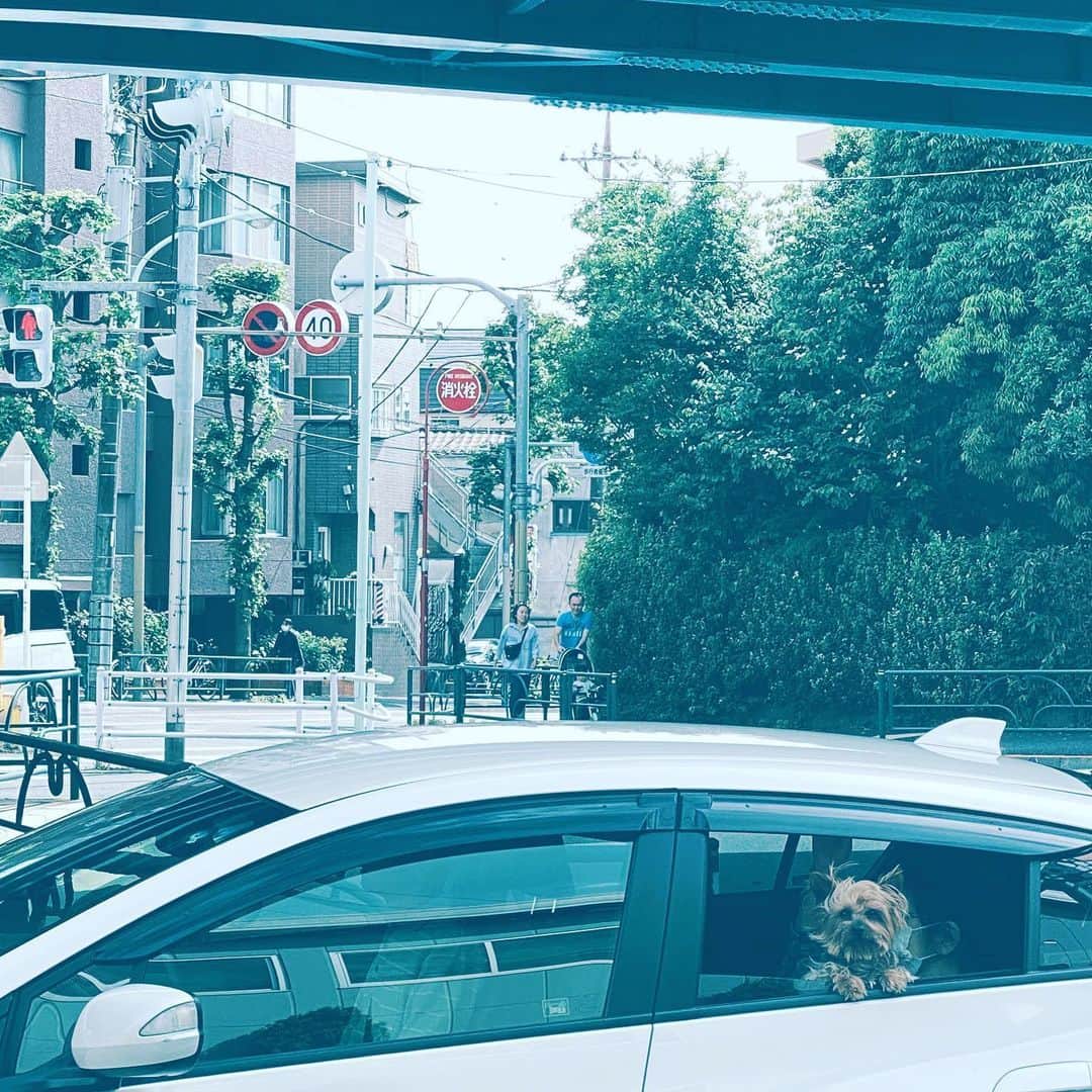 のインスタグラム：「#dog #car #saferide #street #hope #window」