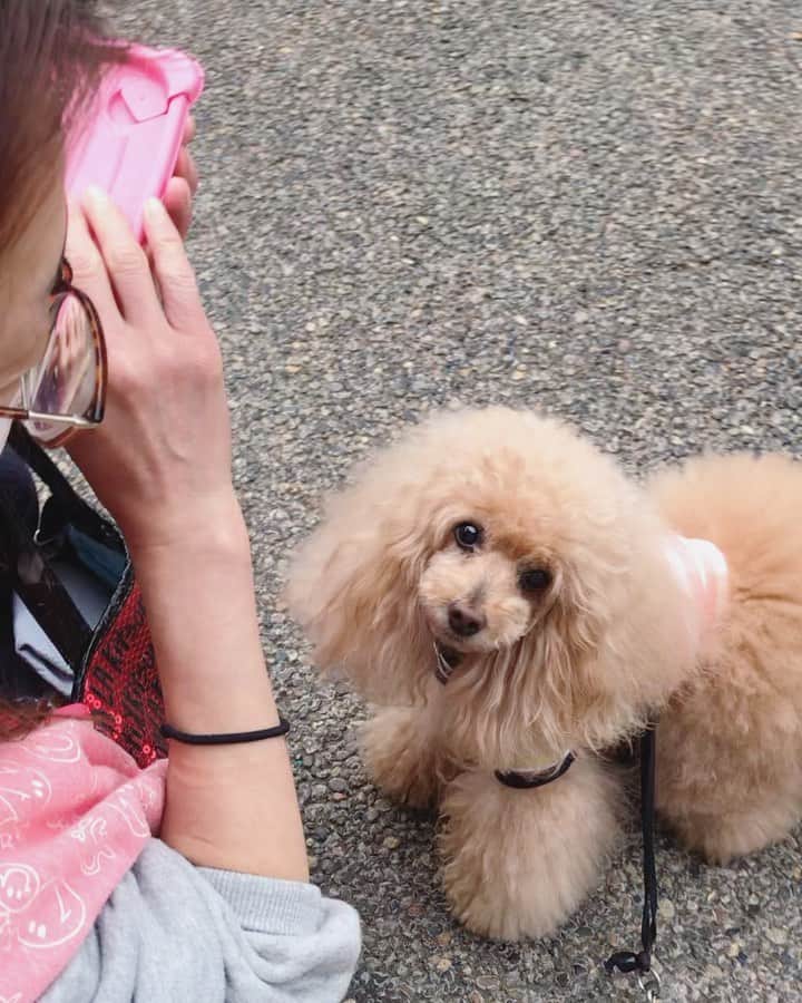 Toypoodle Mikuru?Asakusa Tokyoのインスタグラム：「20200526 Tuesday. Good morning! Friends 💞 肉活戦線🍖 緊急事態宣言も解除されて、 みきゅるんの肉活も益々活発になりました😅 . #浅草寺 #肉活戦線異状なし #テレワーク はいつまでだ？」