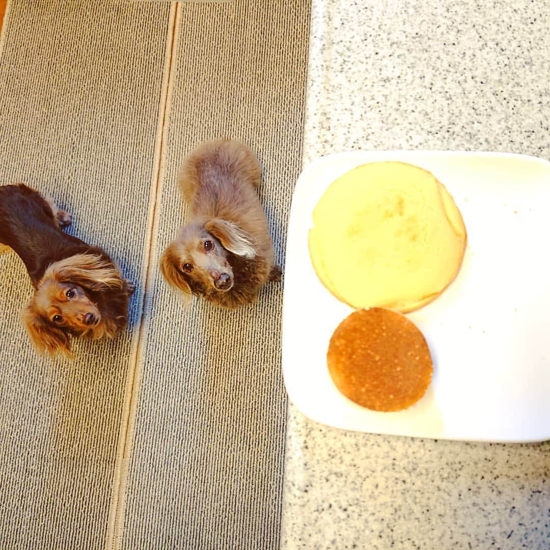くるみんのインスタグラム：「* 昨日postした米粉を少し使って試し焼きしました  ②ケーキのスポンジ代わりにしたいのでフライパンで厚めに焼いたものと、メレンゲと黄身を入れてオーブンで焼いたもの。  卵入りの方がよりスポンジに近かったので、オーブン焼きに決定！ オーブン用の型が大きいのでタネが足りず薄っぺらいけど、明後日の本番は厚めに焼いてみよう🎵 さて、上手くできるかな。  #ミニチュアダックスフンド #ミニチュアダックスフント #ミニチュアダックス #イザベラタン #イザベラ #カニンヘンダックスフント #カニンヘン #カニンヘンダックス #カニンヘンの会 #カニンヘンダックスフンド #ダックス多頭飼い #ダックスフント #ダックスフンドカニンヘン #ダックス部 #ダックス大好き #ダックスフンド #ダックス #わんこなしでは生きていけません会 #いぬばか部 #いぬすたぐらむ #短足部 #米粉パンケーキミックス #イリオスマイル #dachshundgram #dachshund #dogstagram #instagramdog #instadachs #inustagram #7pets_1day」