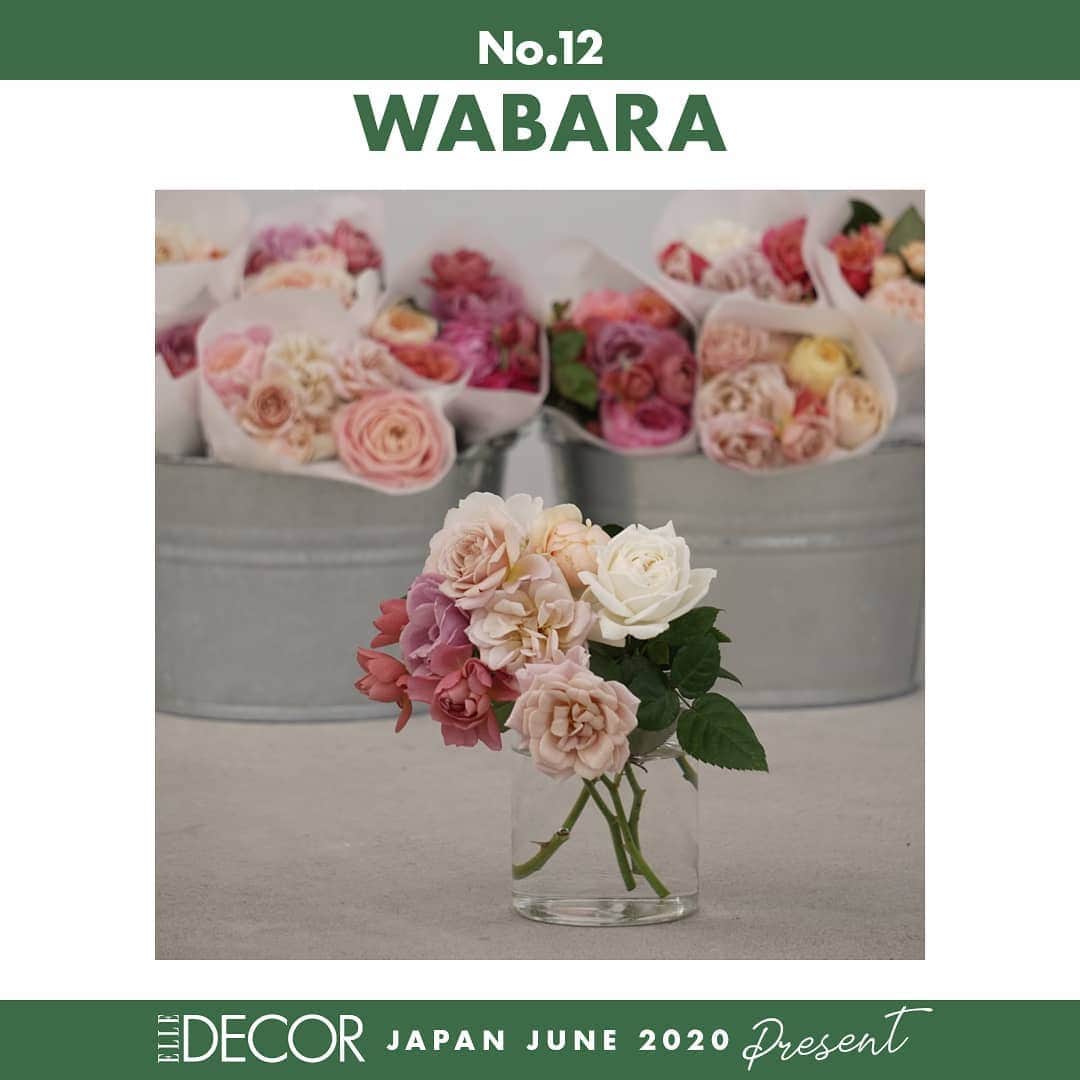 ELLE DECOR JAPANさんのインスタグラム写真 - (ELLE DECOR JAPANInstagram)「#エルデコと植物を楽しもう プレゼントキャンペーン! コメントして応募しよう🌿  滋賀県守山市にあるバラ農園「Rose Farm KEIJI」が生み出すオリジナル品種「わばら」のギフトカード¥5,000分を1名様にプレゼント。美しく繊細な「わばら」は見ているだけでほっと癒され、安らぎのひとときを与えてくれる。プリペイド式のeギフトカードなので、欲しいときに欲しい分だけ、残高がある限り何度でも注文可能。「WABARA eギフトカード」¥5,000（税込） . . 【応募期間】 5月31日（日）まで . 【プレゼント応募方法﻿】 STEP 1. エル・デコ日本版のインスタグラムアカウント @elledecorjapan をフォロー﻿ STEP 2. 5/15（金）からアップされる #エルデコと植物を楽しもう のハッシュタグがついたプレゼント募集ポストの中から、応募したいものにコメント。お気に入りのポイントなども、ぜひコメントでお聞かせください🌹 抽選で対象のアイテムをプレゼント！  応募詳細および個人情報取り扱いについての5/14（木）のポストをご確認のうえご応募ください。  Special thanks! @rosefarmkeiji  #elledecor #elledecorjapan #エルデコ #livingwithgreen #flower #green #植物と暮らしたい #グリーン特集 #花のある暮らし #植物のある暮らし #グリーンのある暮らし #花好きと繋がりたい #植物 #グリーン #プレゼント企画 #プレゼント #プレゼント応募 #プレゼントキャンペーン #フラワーベース #プラントポット #植木鉢 #バラ #おうち時間充実 #おうちで過ごそう #keijikunieda #おうちでわばら #wabara #wabararoses #rosefarmkeiji」5月26日 9時15分 - elledecorjapan