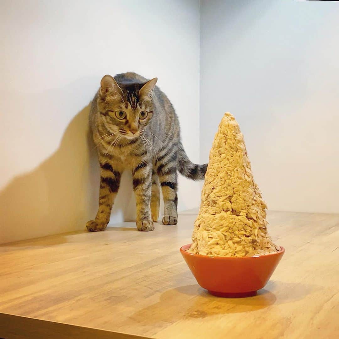 スーパーナブラのインスタグラム：「． ． 猫食堂(猫生配信ライブ)で使った ビンチョウマグロでシーチキンを作った ． そういえば… 津軽海峡で釣ったクロマグロが まだまだたくさん残っているから シーチキンにしてしまおうか😊！ ． 津軽海峡のクロマグロのシーチキン 初めて食べたときはうますぎて驚いたけど 生のビンチョウもなかなかうまくて驚いた ． ． 今年マグロ釣り行けそうです😊😊😊 ． 🍜おしらせ🍜 YouTubeにアイとピーの動画を投稿しました YouTube ➡︎ 「スーパーナブラ」で検索か Instagramの自己紹介欄中のURLから ぜひみてくださいね🐈 ． 🍷今夜21:00飲みライブします🍷💕 ． #猫#ネコ#保護猫#にゃんすたぐらむ #にゃんだふるらいふ#温泉#ねこ#和食 #犬#チワックス#犬#いぬ#わんこ#イヌ #いぬすたぐらむ#車中泊#風景#景色 #琵琶湖#釣り#ブラックバス#バス釣り #発見#おでかけ#女子旅#ツーリング #自然#釣り#釣りガール#youtuberskids」