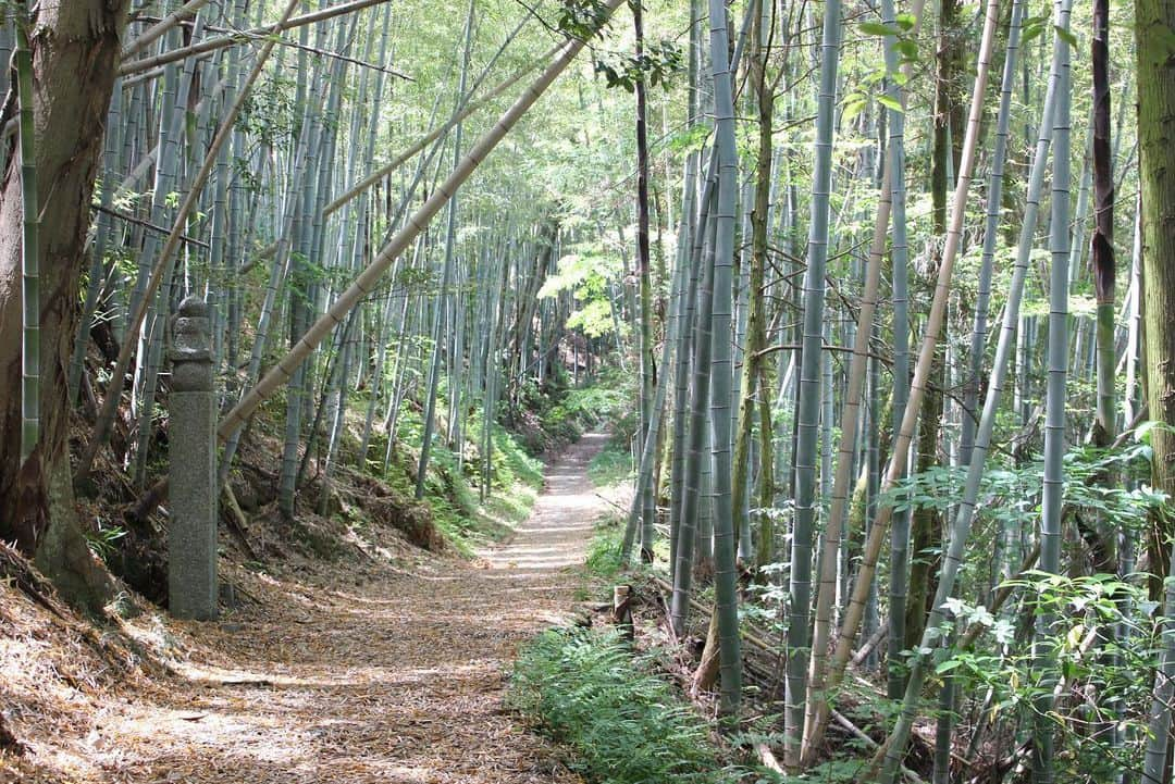 きいちゃんさんのインスタグラム写真 - (きいちゃんInstagram)「☆和歌山県の景色紹介シリーズVOL2☆  今回は、#九度山町 にある #高野山町石道　の写真です。  町石道の周りには、竹林がそびえたち、自然の空気を味わいながら通ることができます。 . ○和歌山県伊都郡管内の市町村  #橋本市 #かつらぎ町 #九度山町 #高野町  https://www.pref.wakayama.lg.jp/prefg/130300/index.html （伊都振興局ホームページ） #insta_wakayama #和歌山県 #和歌山 #伊都郡 #ステキ和歌山」5月26日 9時41分 - wakayamapref_pr